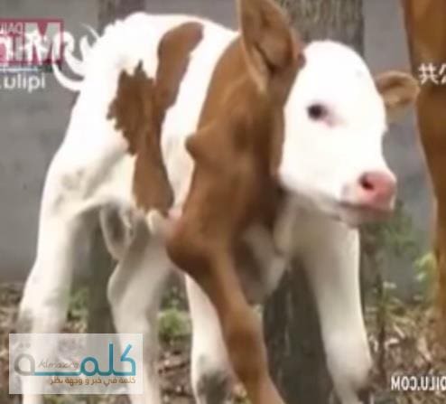 عجل يولد بـ 6 أرجل في الصين