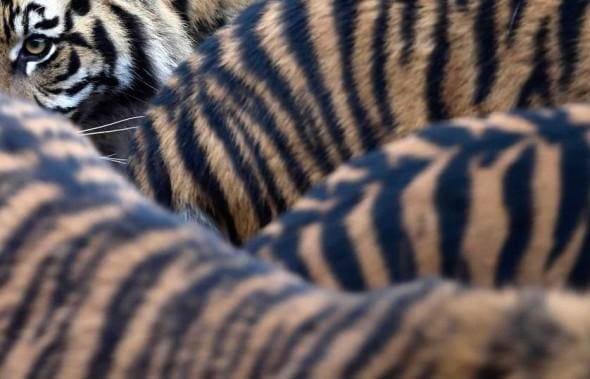 Sumatran tiger cubs and their parents walk around their enclosure at London Zoo in London