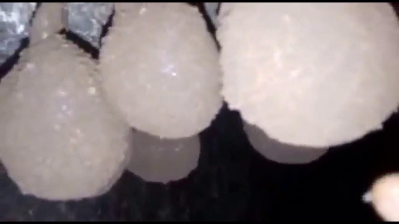 عش الخفاش أسباب البحث عنه وكثرة الإعلانات على مواقع التواصل الاجتماعي