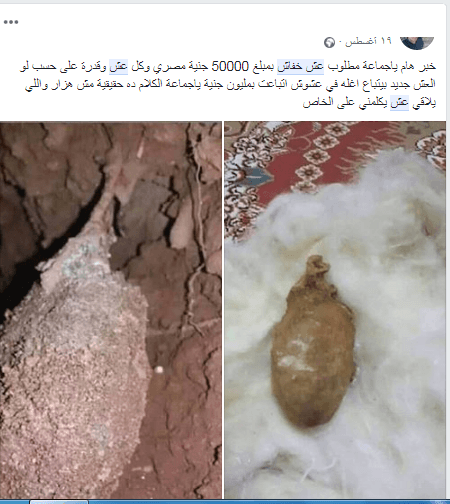 عش الخفاش سعره