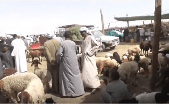 مع اقتراب عيد الأضحى... تعرف على المواصفات والشروط الواجب توافرها في الأضحية