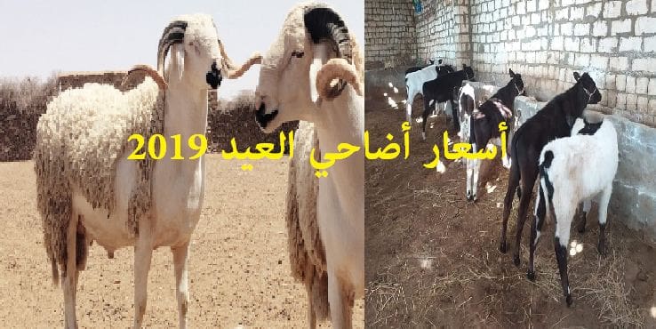 أسعار أضاحي العيد 2019