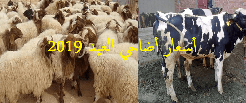 أسعار أضاحي العيد 2019