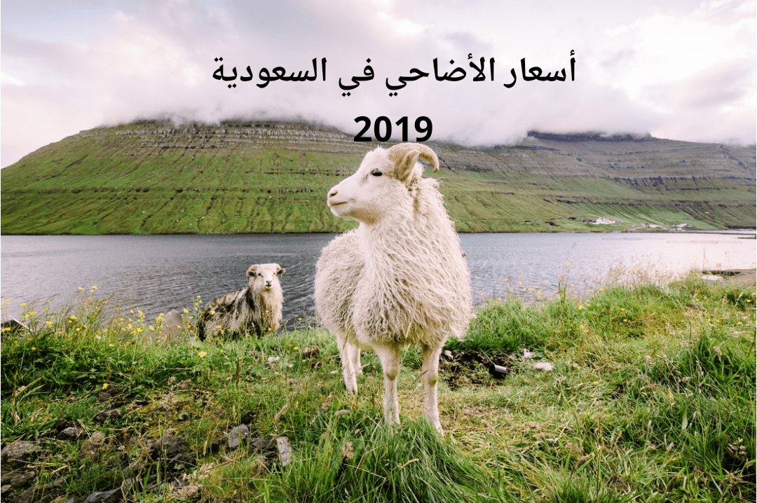 أسعار الأضاحي في السعودية 2019