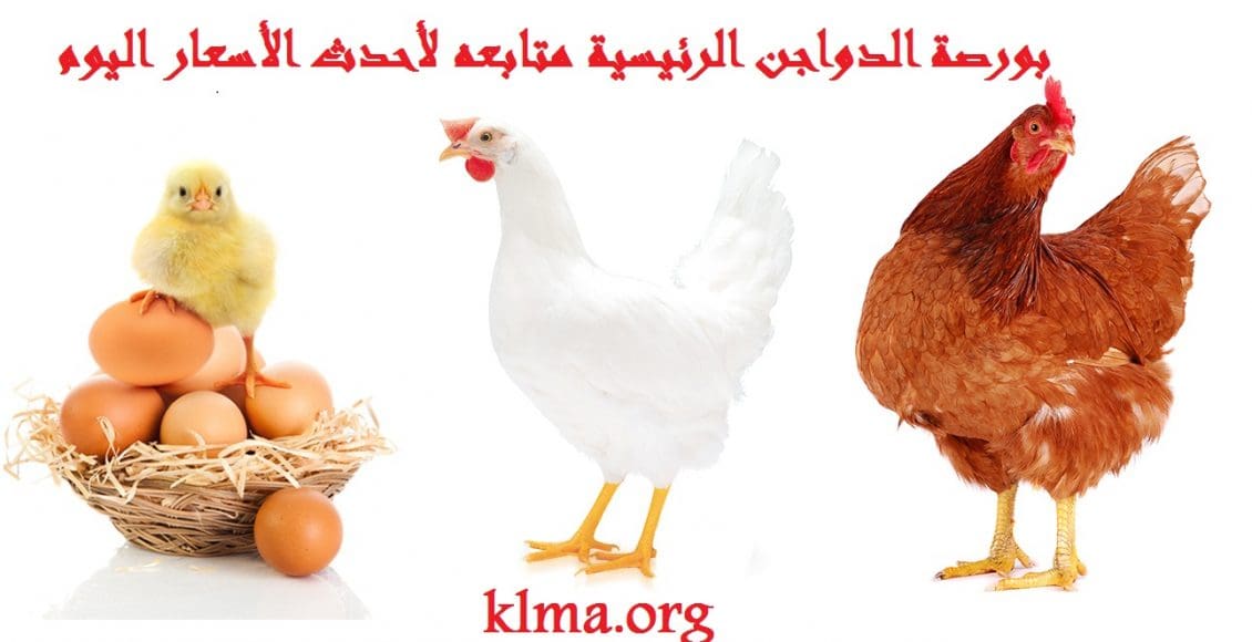 بورصة الدواجن الرئيسية أحدث الأسعار اليوم