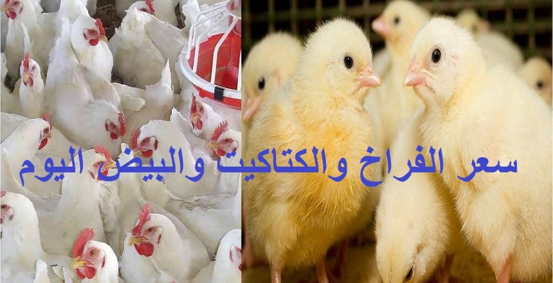 بورصة الدواجن.. أسعار الفراخ اليوم وسعر الكتكوت الأبيض وأسعار البيض