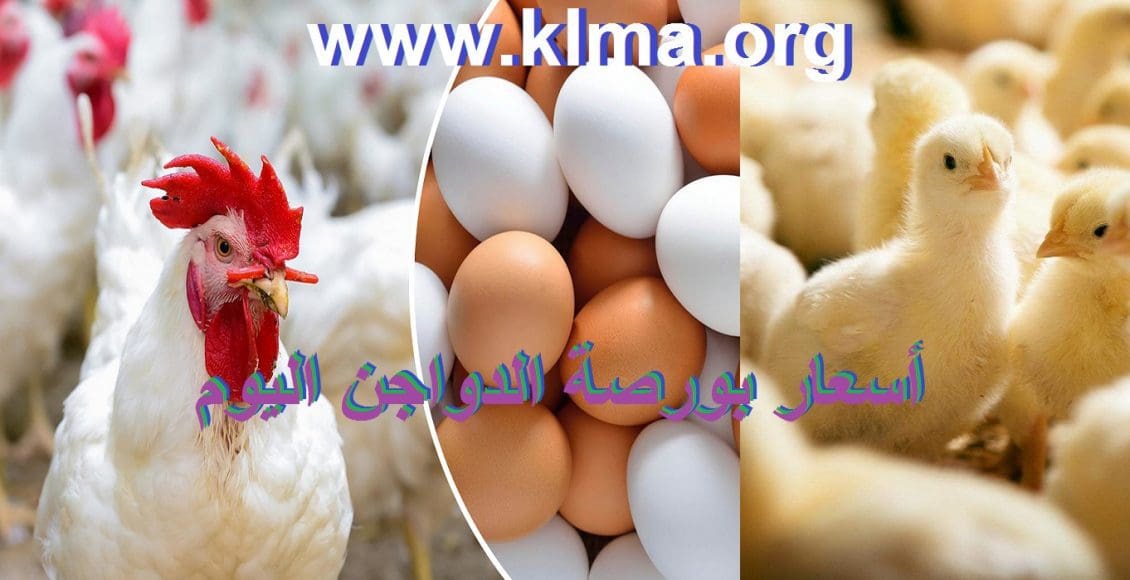 أسعار بورصة الدواجن اليوم
